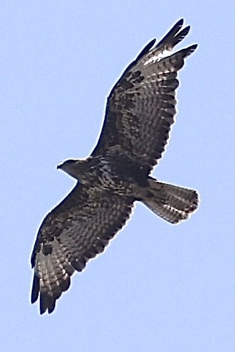 Common Buzzard (Steppe) - ML637557261