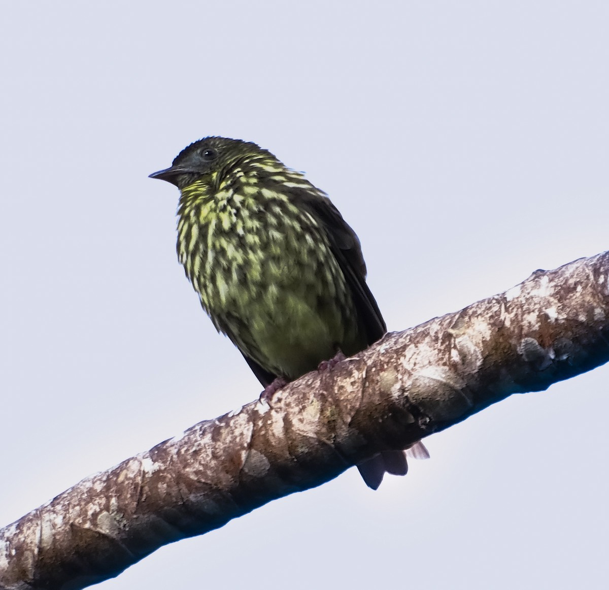Bare-throated Bellbird - ML637557276