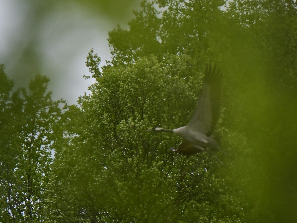 Common Crane - ML637557305
