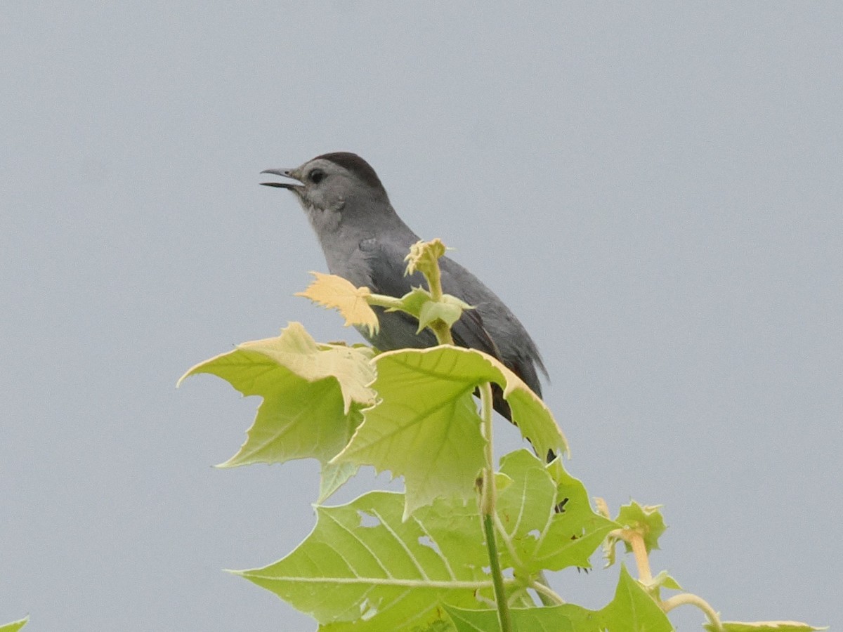 Gray Catbird - ML637557325