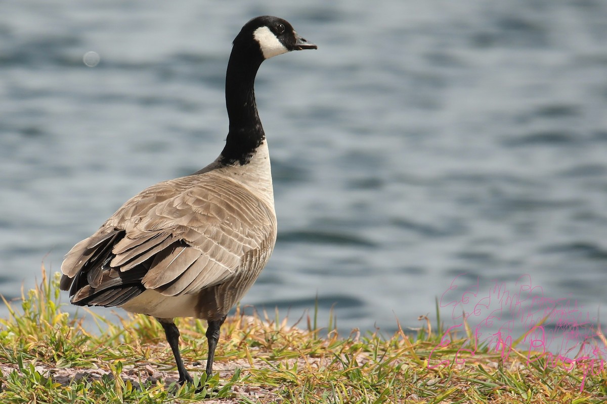 Cackling Goose - ML637557378