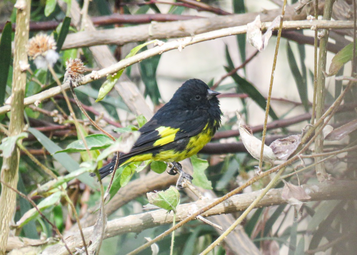 Yellow-bellied Siskin - ML637557392