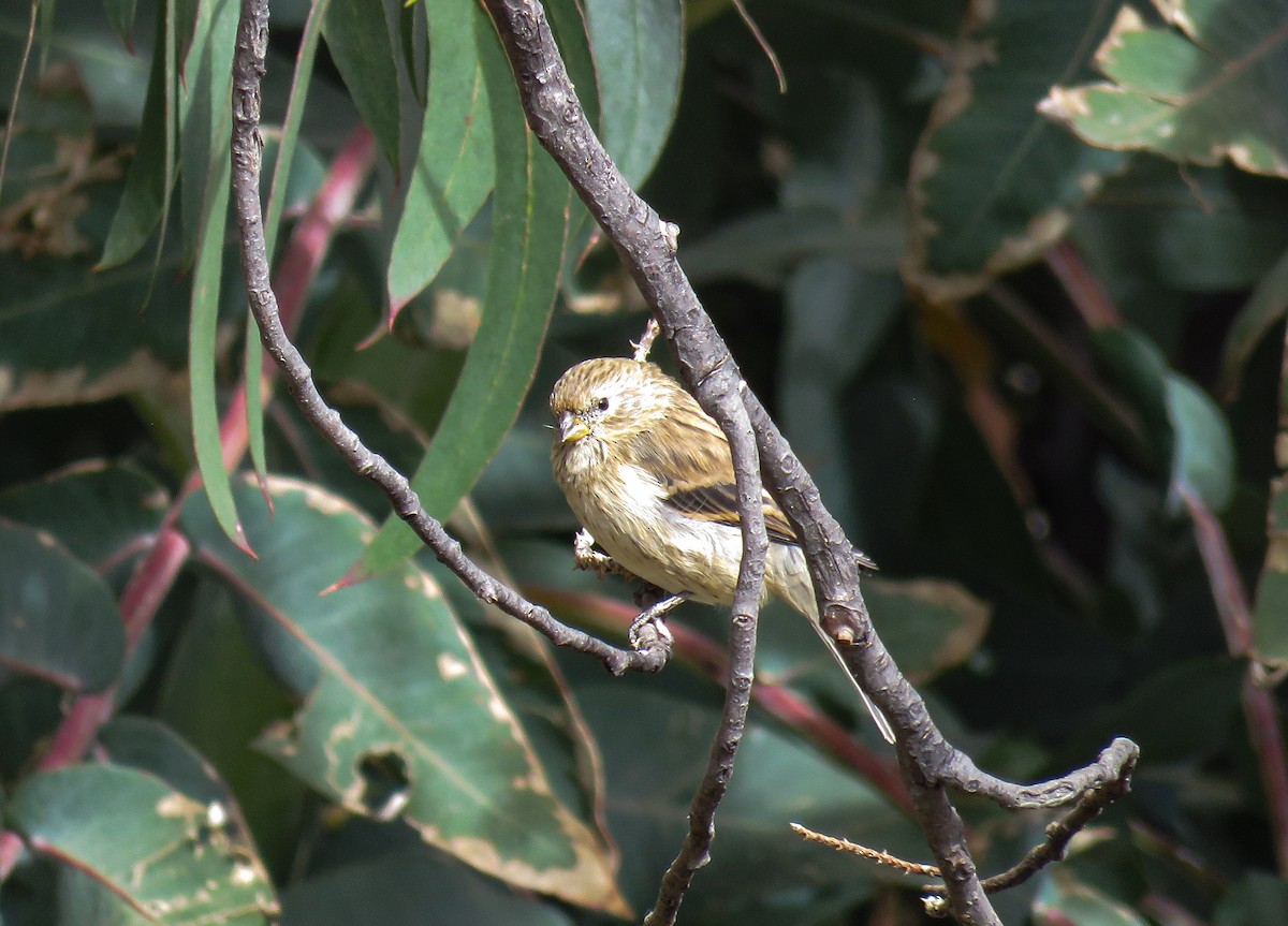 Band-tailed Seedeater - ML637557420