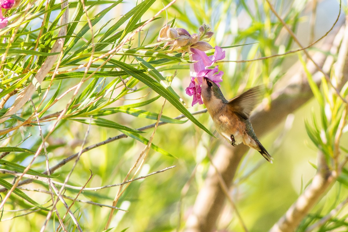 Lucifer Hummingbird - ML637557461