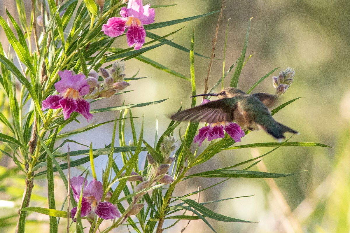 Lucifer Hummingbird - ML637557462