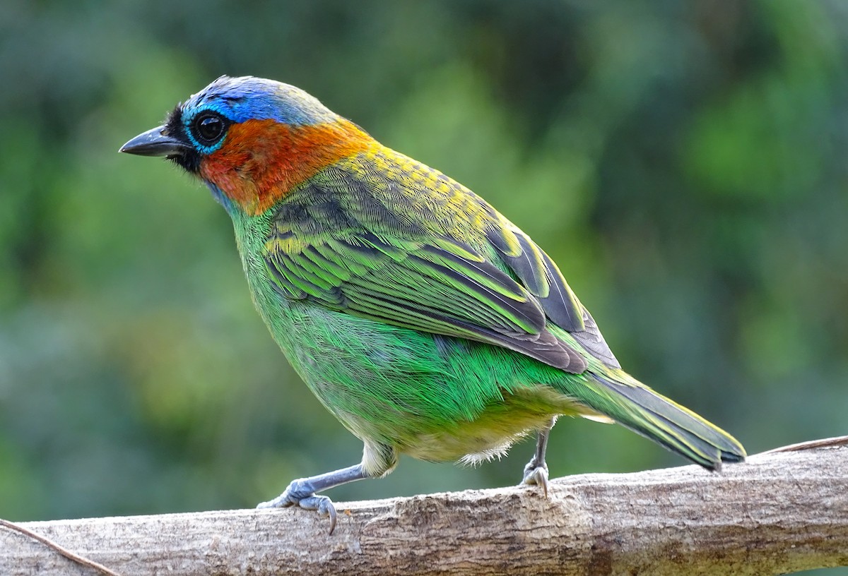 Red-necked Tanager - ML637557469