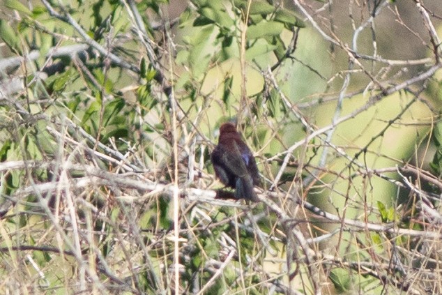 Varied Bunting - ML637557472