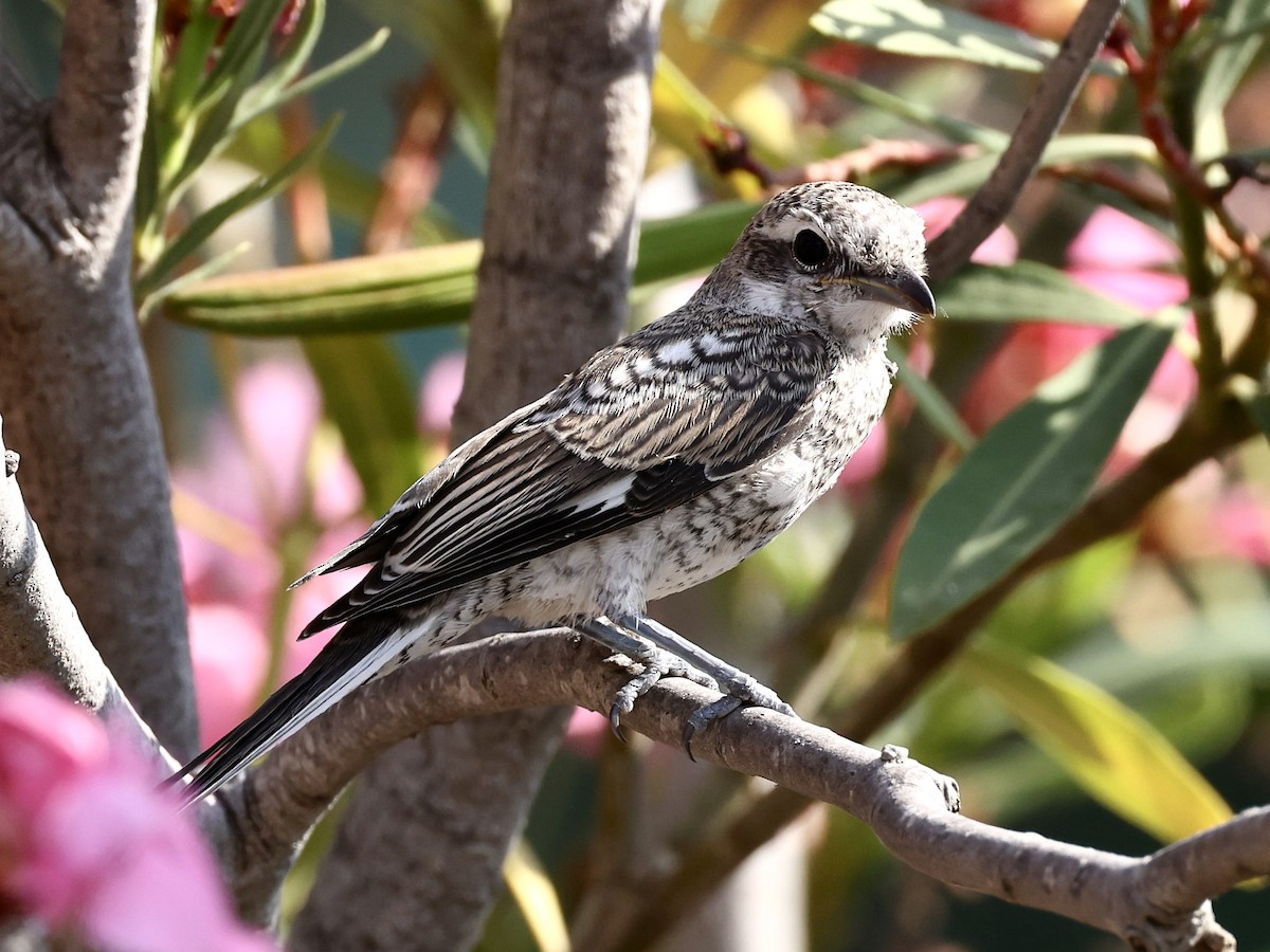 Masked Shrike - ML637557478