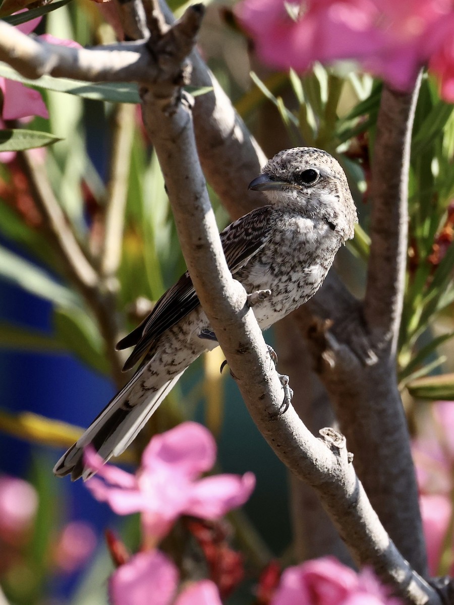 Masked Shrike - ML637557479