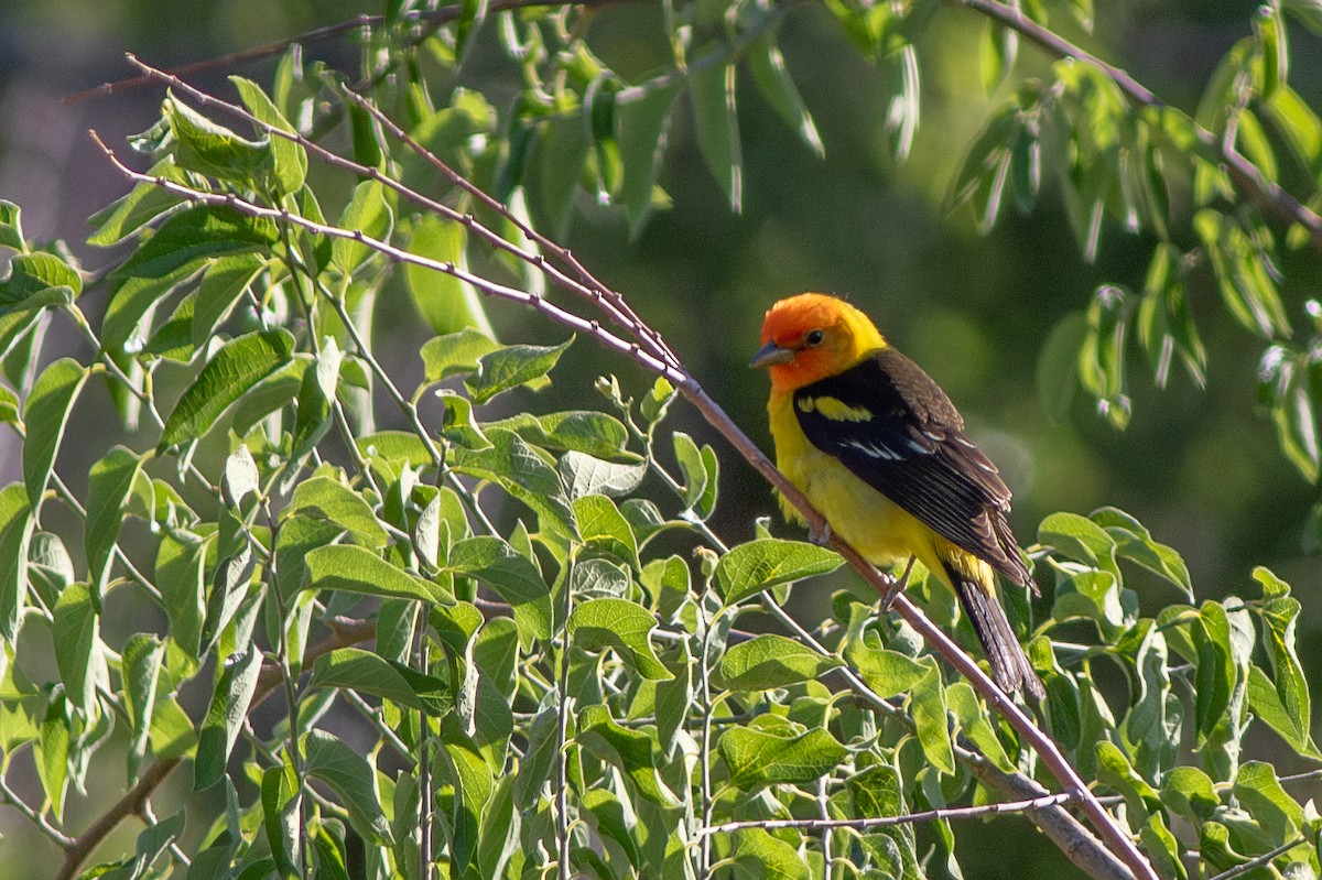 Western Tanager - ML637557485