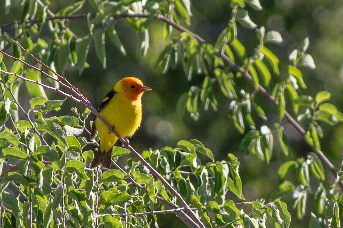 Western Tanager - ML637557486