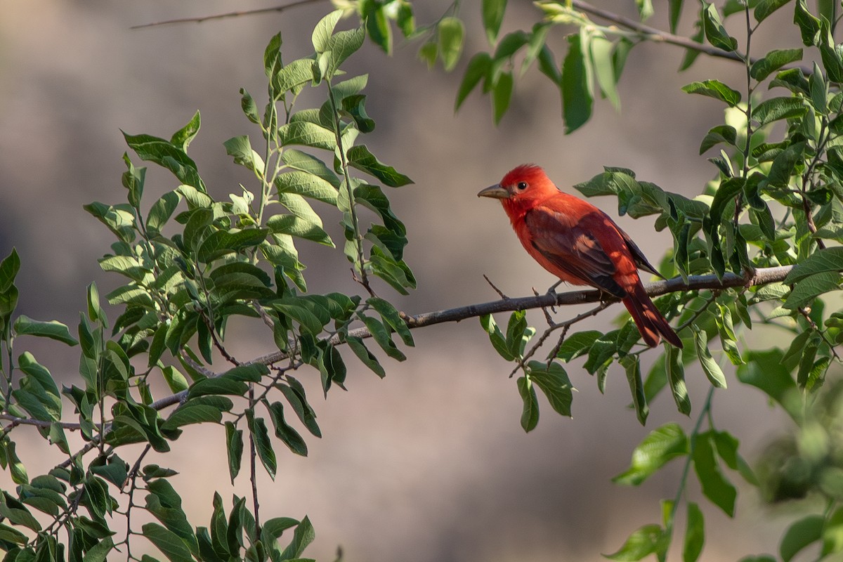 Summer Tanager - ML637557494