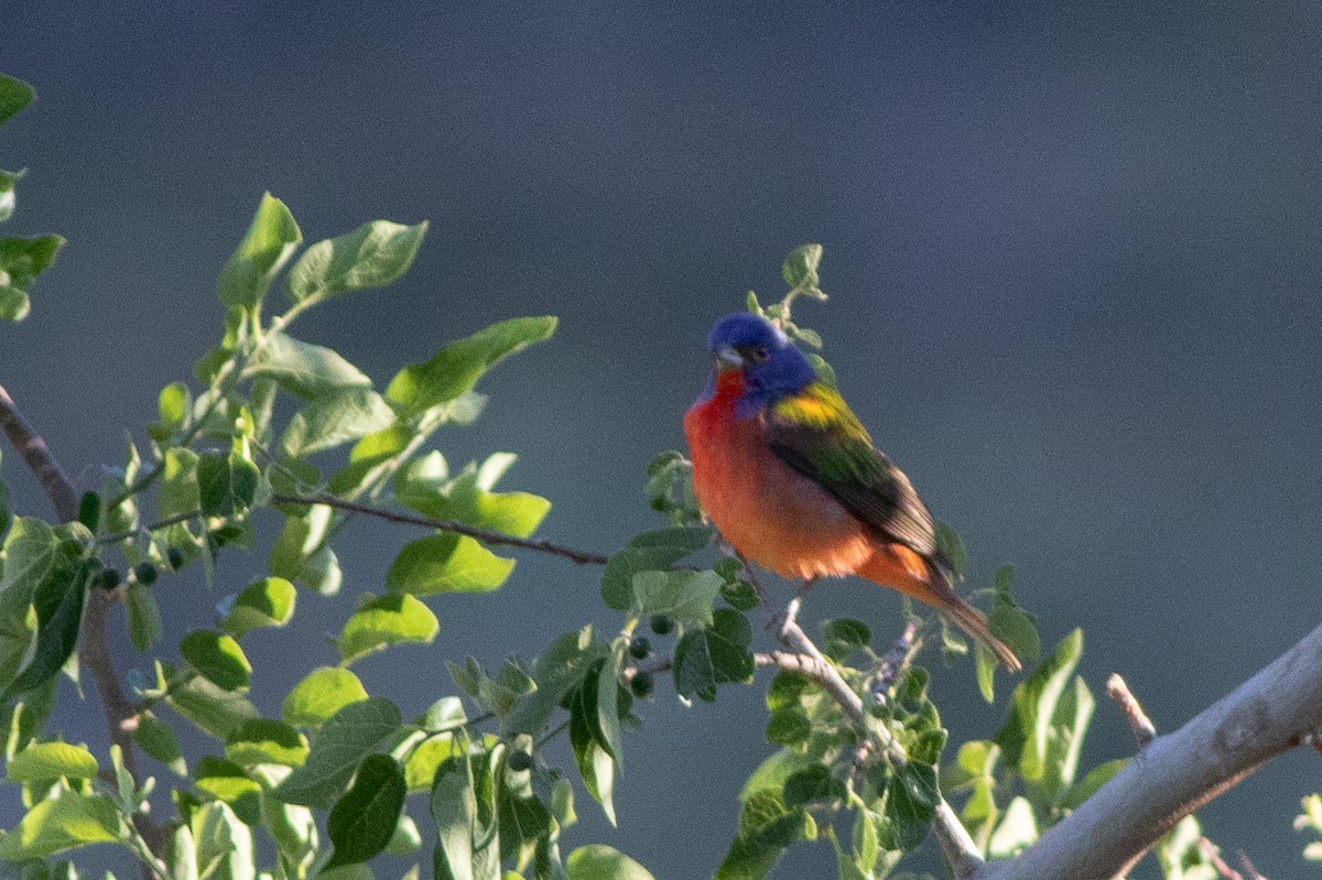 Painted Bunting - ML637557499