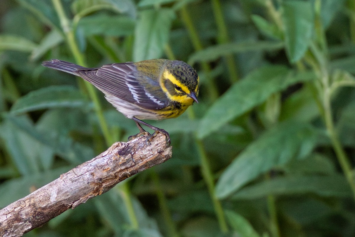 Townsend's Warbler - ML637557511