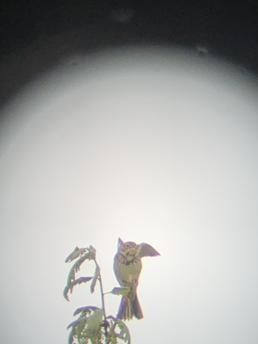 Corn Bunting - ML637557524