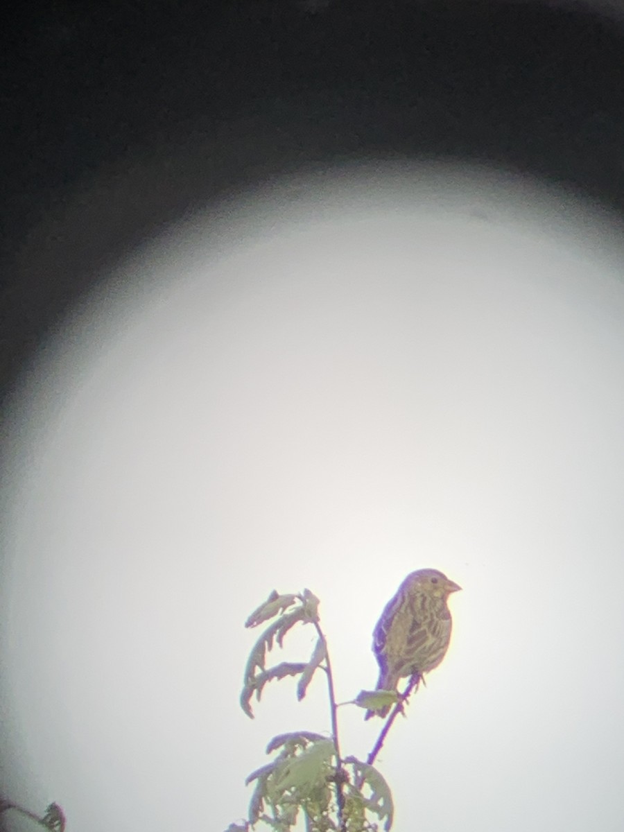 Corn Bunting - ML637557525