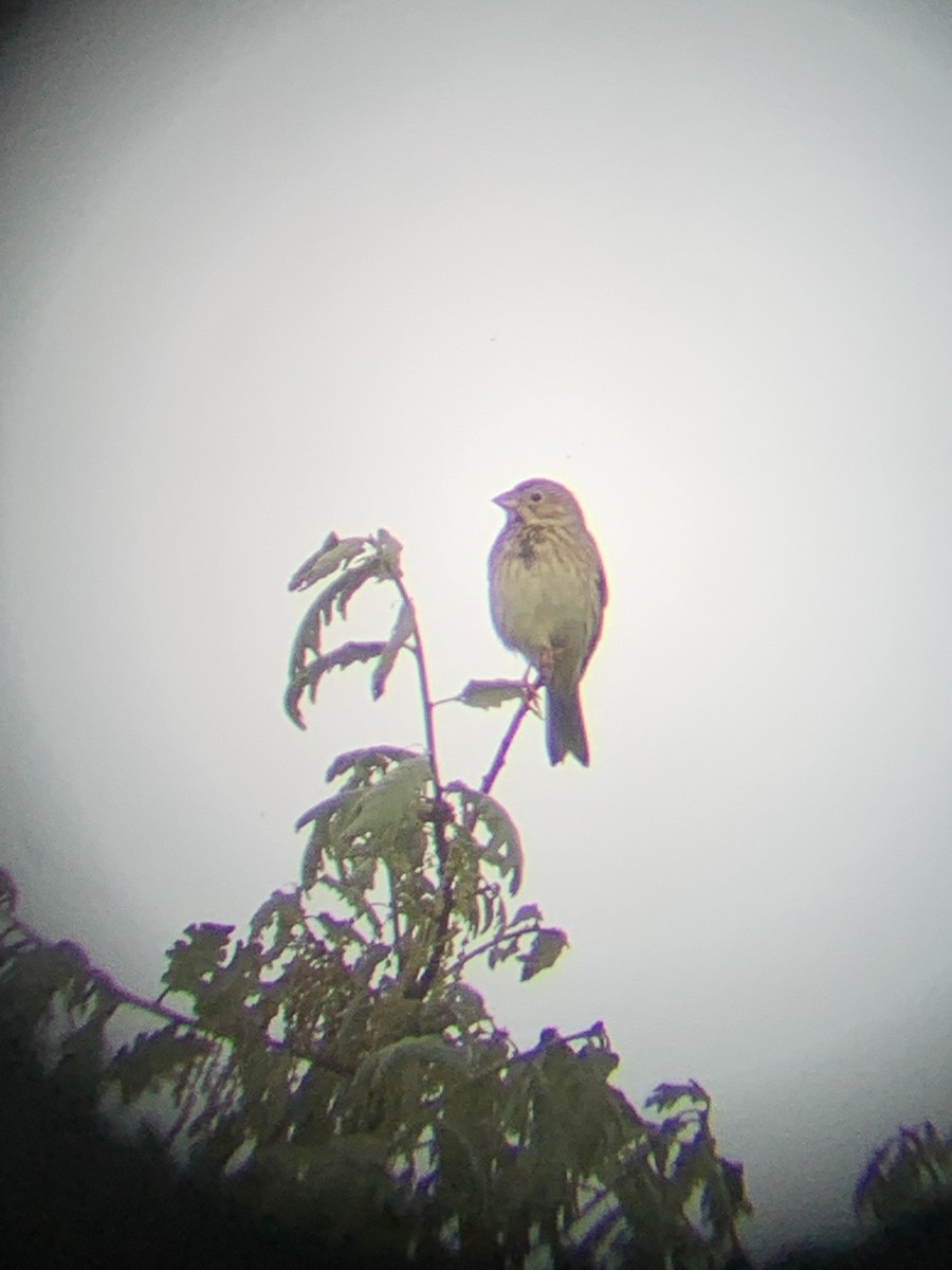 Corn Bunting - ML637557526
