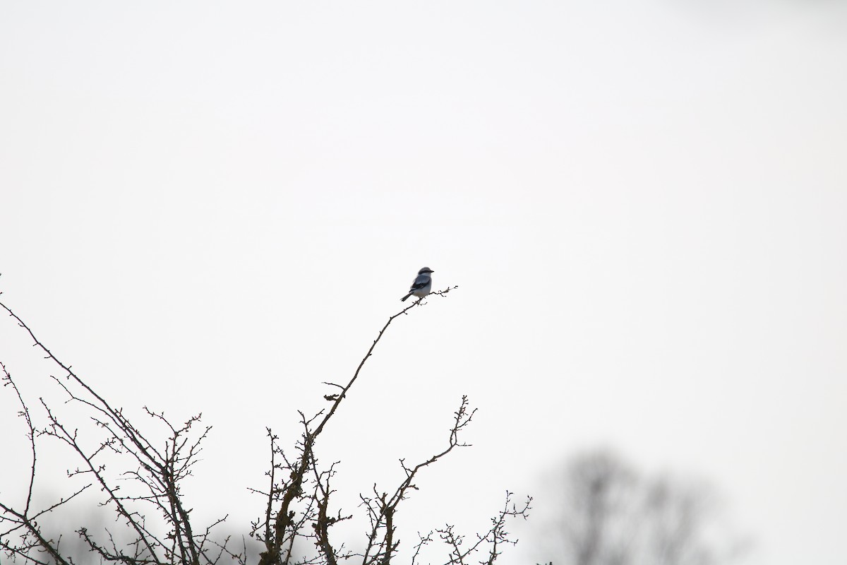 Great Gray Shrike - ML637557536