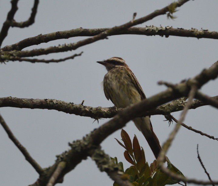 Variegated Flycatcher - ML637557607