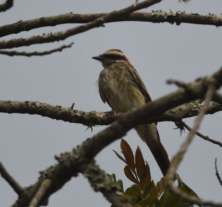 Variegated Flycatcher - ML637557613
