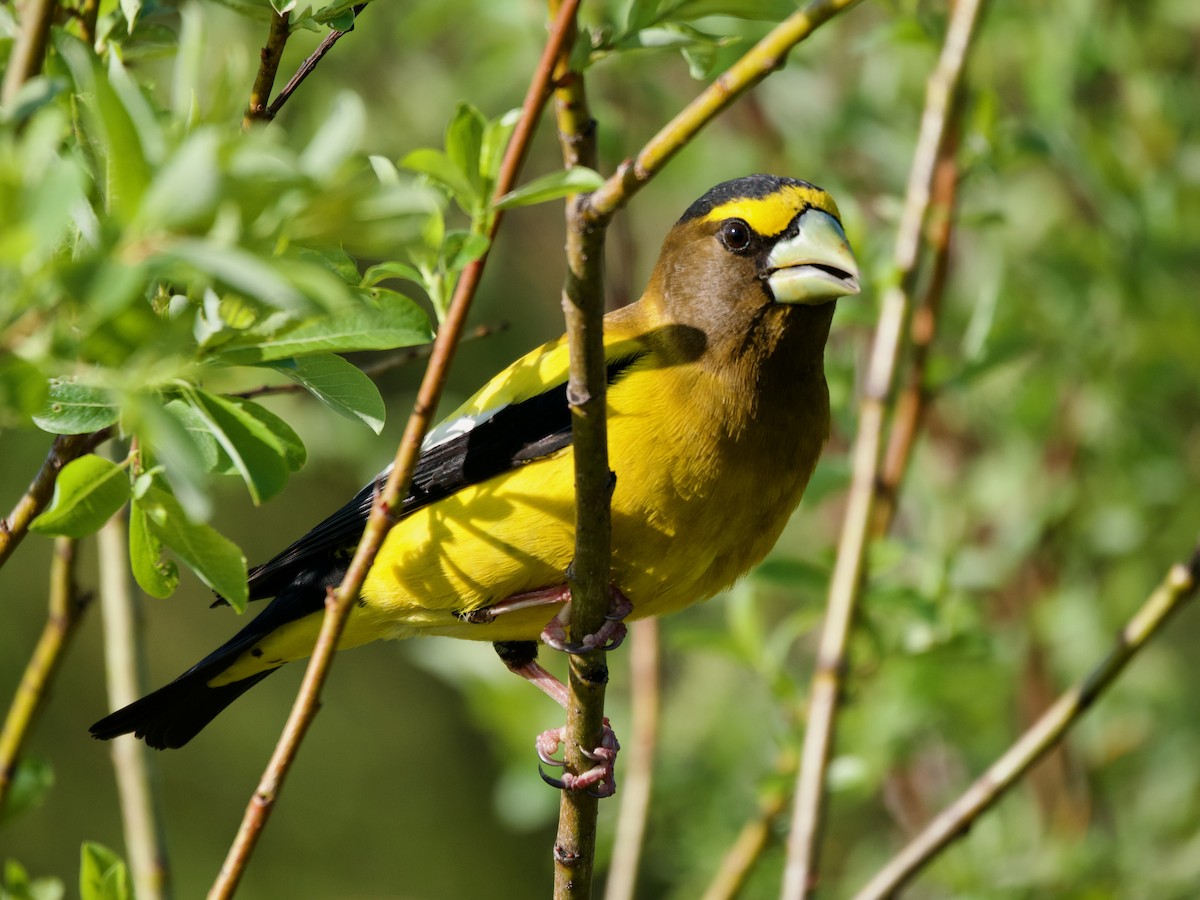 Evening Grosbeak - ML637557621