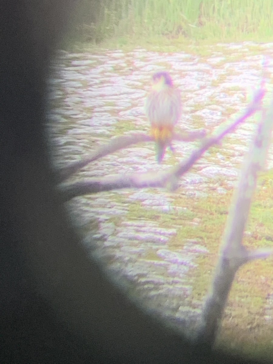 Eurasian Hobby - ML637557659