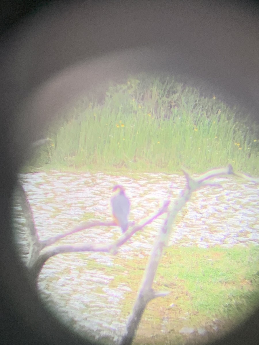 Eurasian Hobby - ML637557660