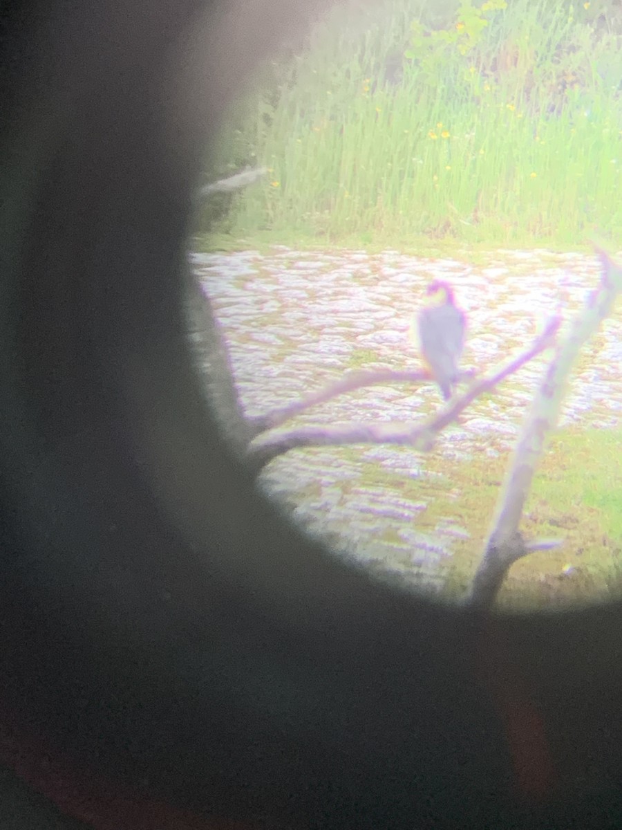 Eurasian Hobby - ML637557661