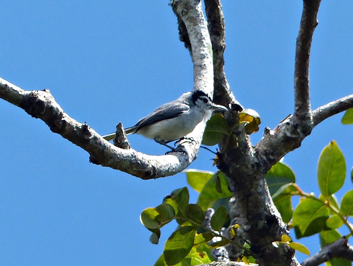 White-browed Gnatcatcher - ML637557767