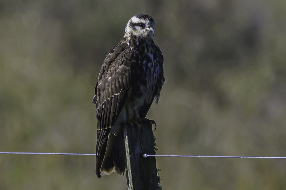 Snail Kite - ML637557788