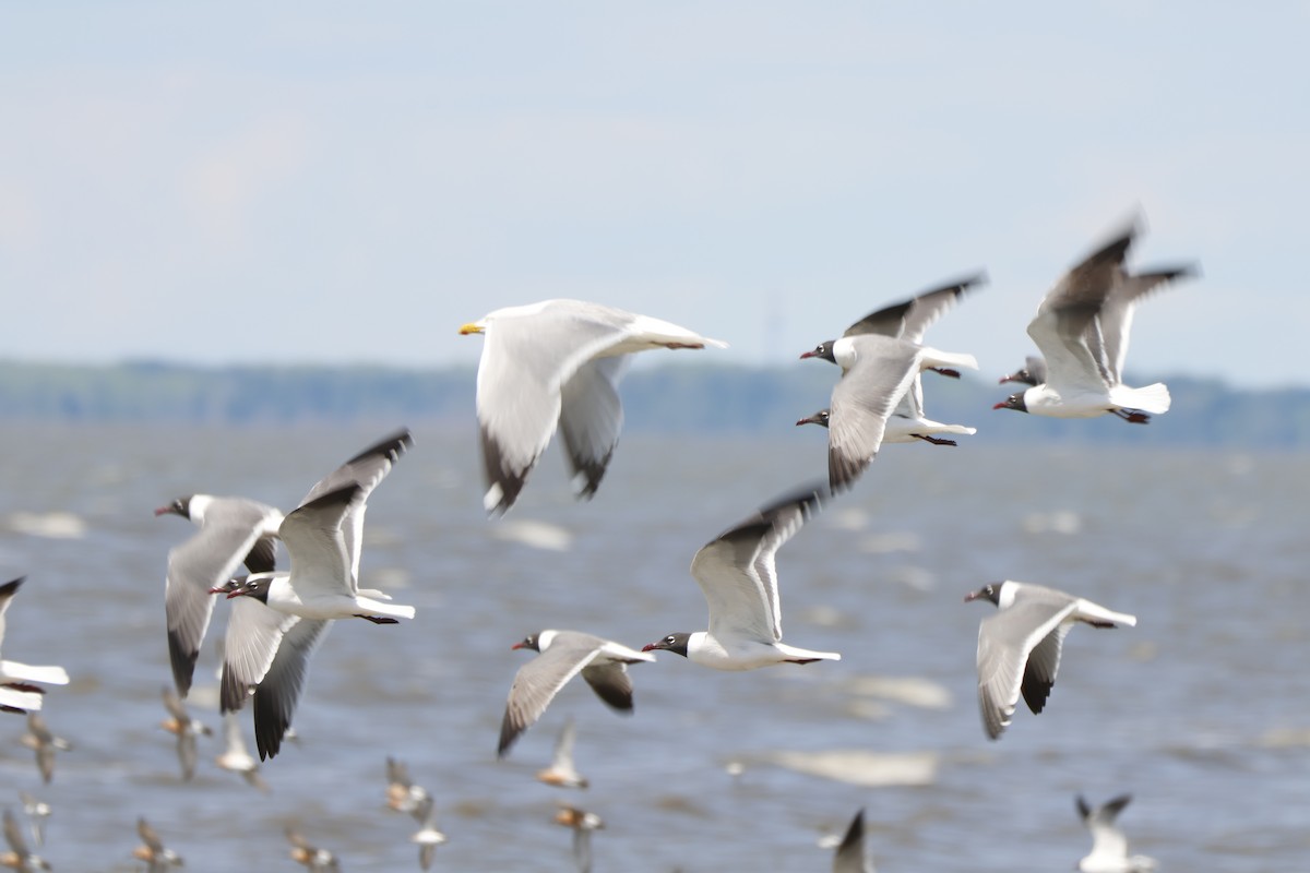 American Herring Gull - ML637557823
