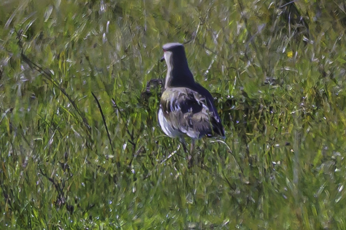 Southern Lapwing - ML637557827