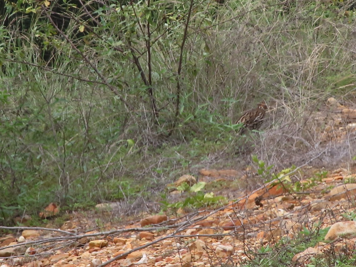Crested Bobwhite - ML637557828