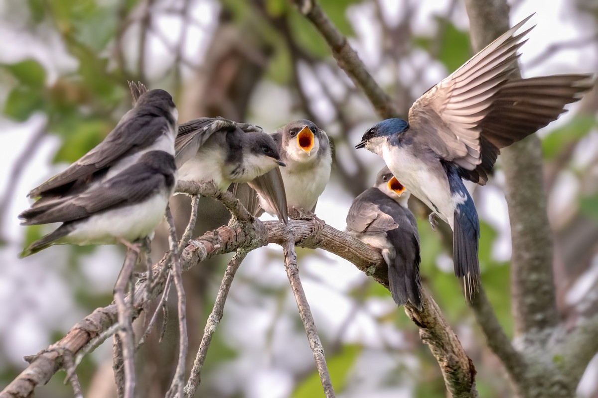Tree Swallow - ML637557839