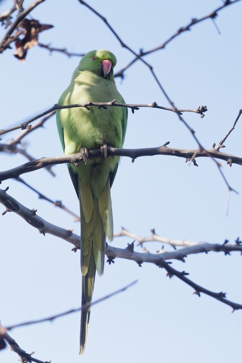 Rose-ringed Parakeet - ML637557885