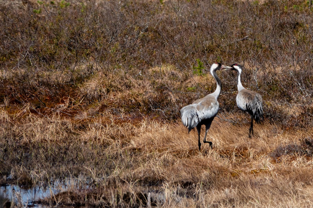 Common Crane - ML637557889