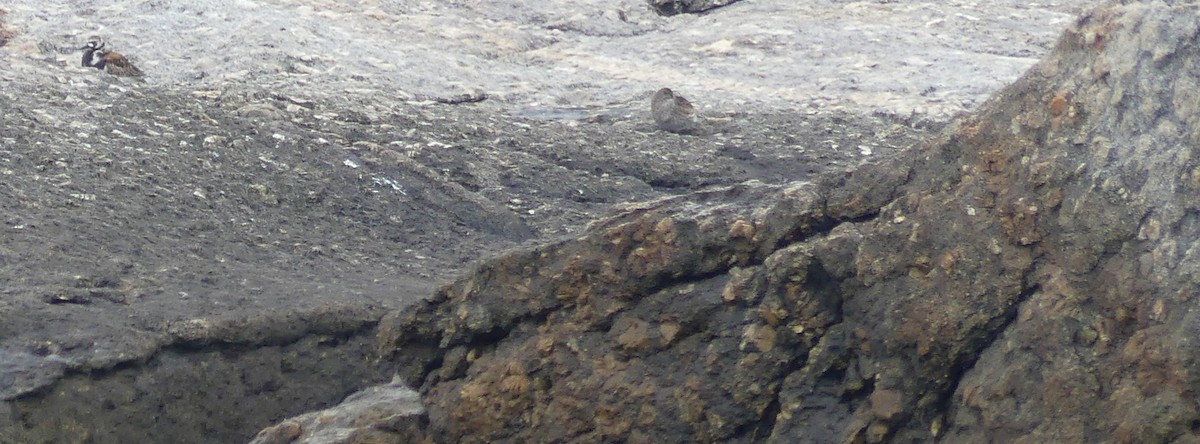 Purple Sandpiper - ML637557892