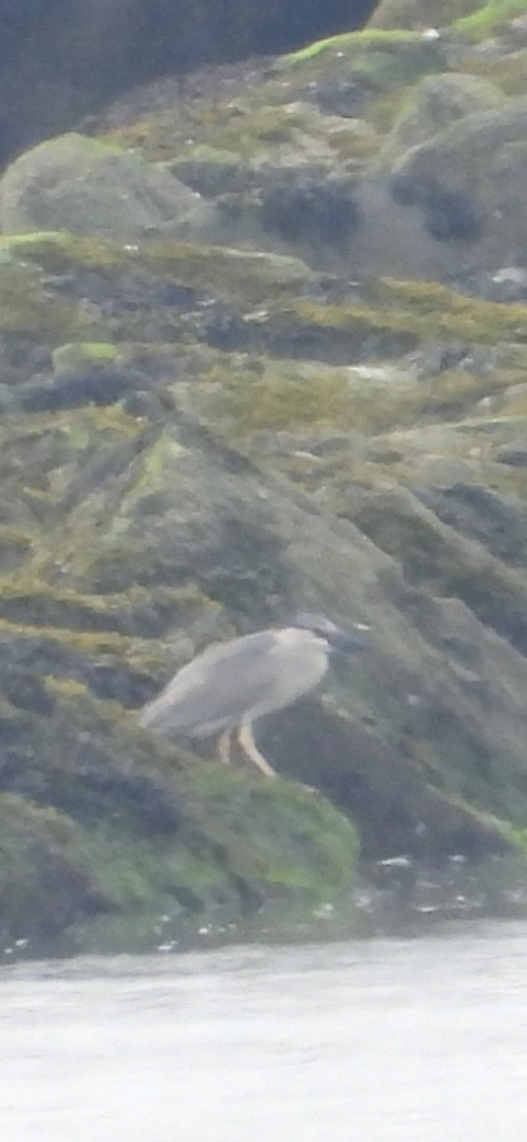Black-crowned Night Heron - ML637557893