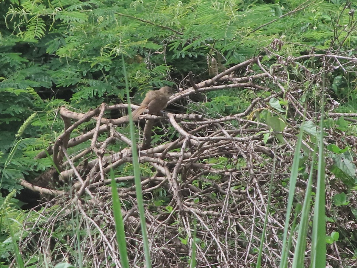 Plain Thornbird - ML637557903