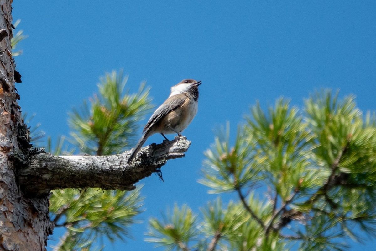 Gray-headed Chickadee - ML637557905