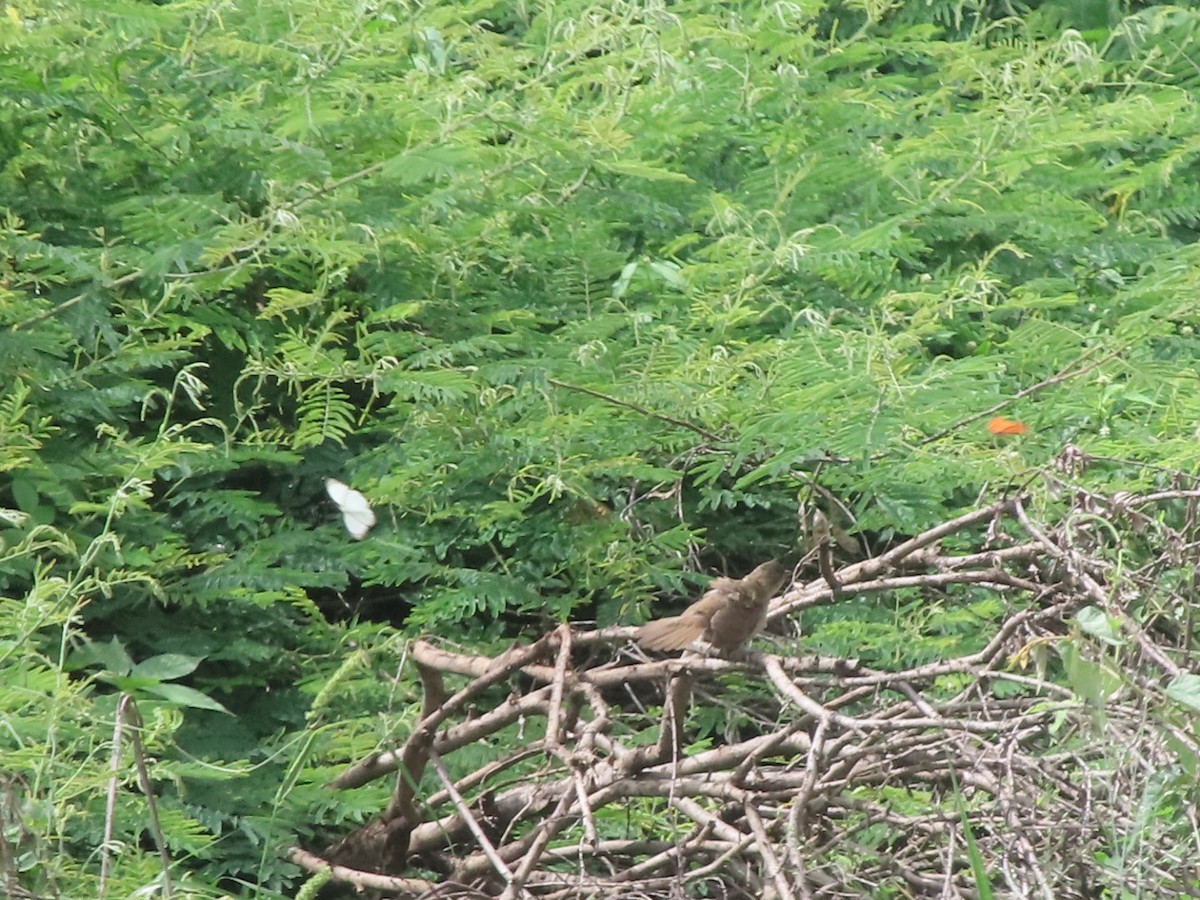 Plain Thornbird - ML637557907
