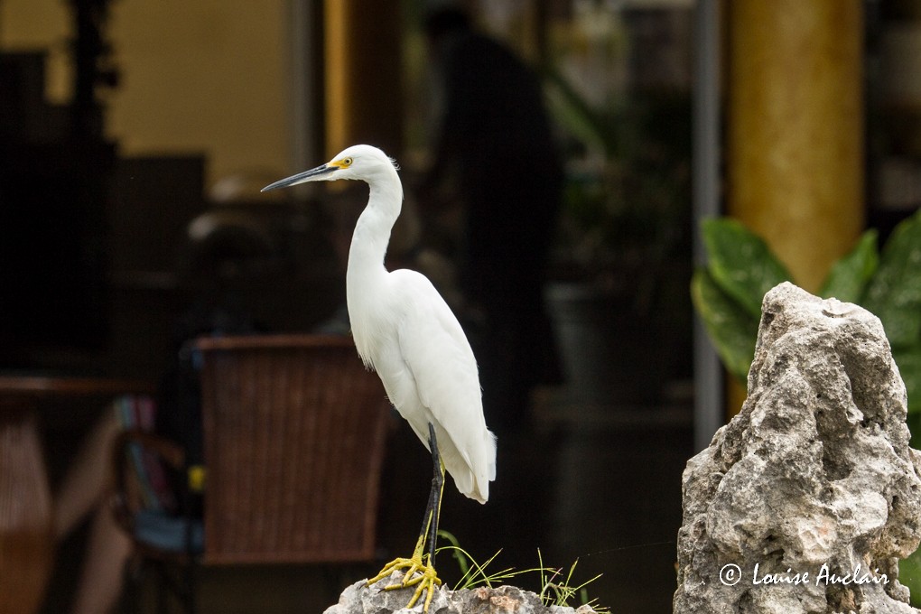 Snowy Egret - ML63755791