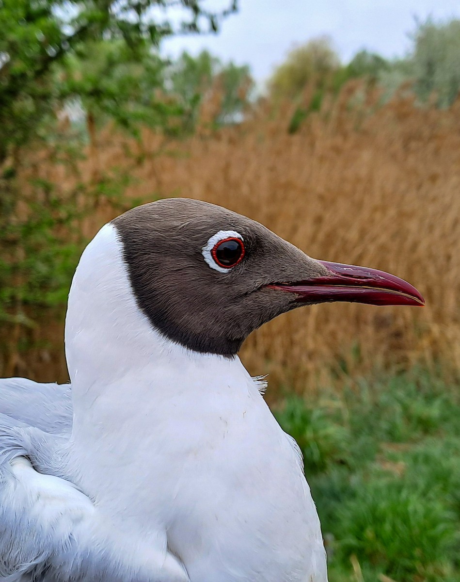 Black-headed Gull - ML637557912