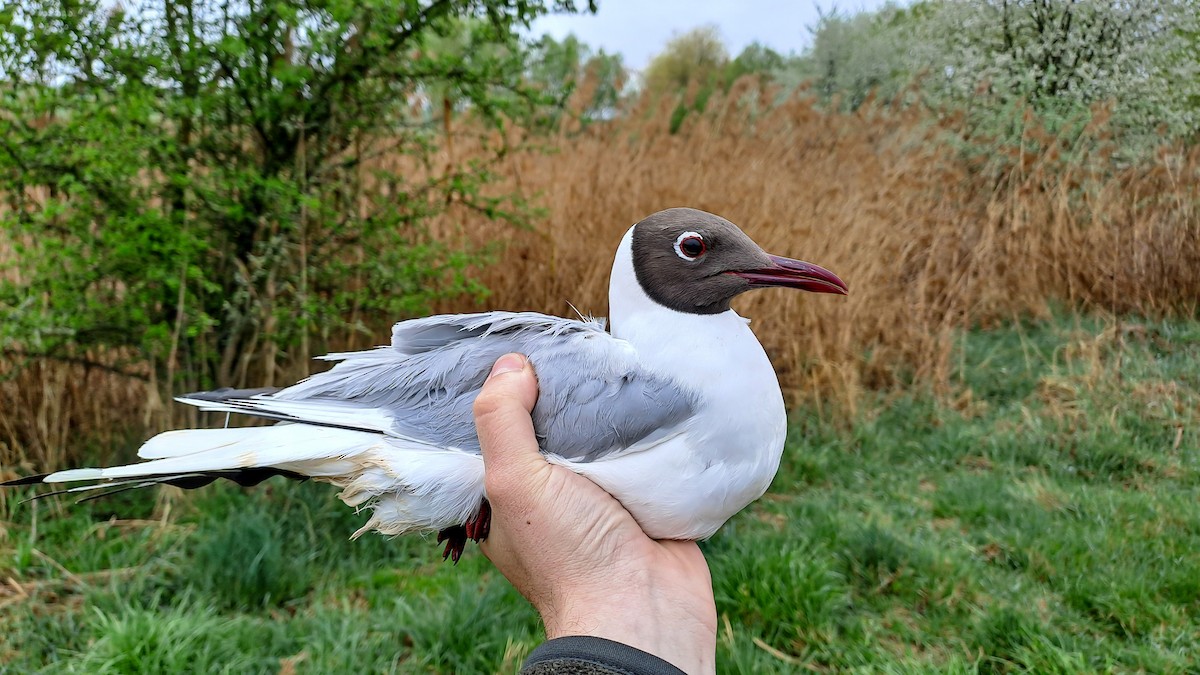 Black-headed Gull - ML637557914