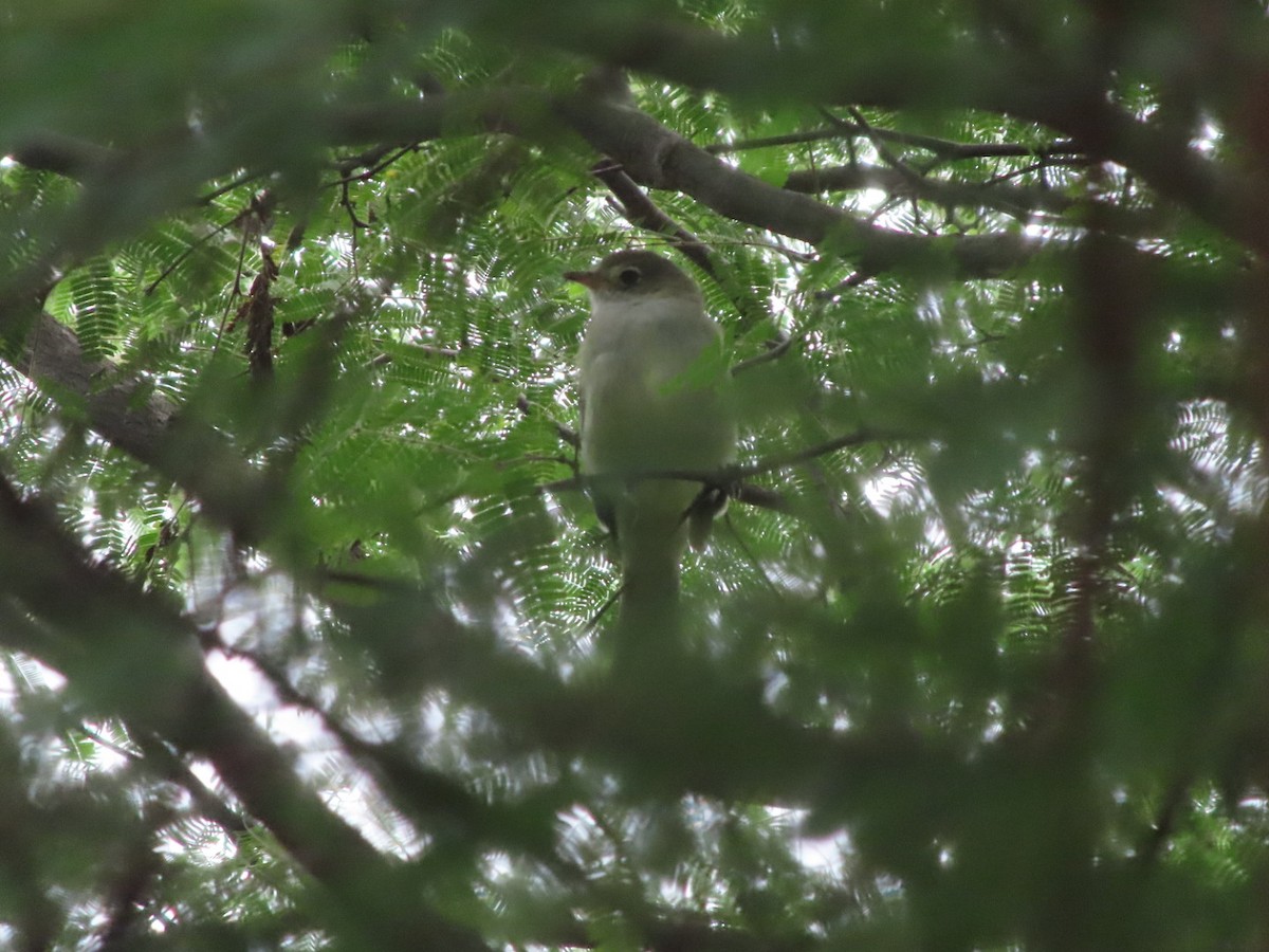 Small-billed Elaenia - ML637557921