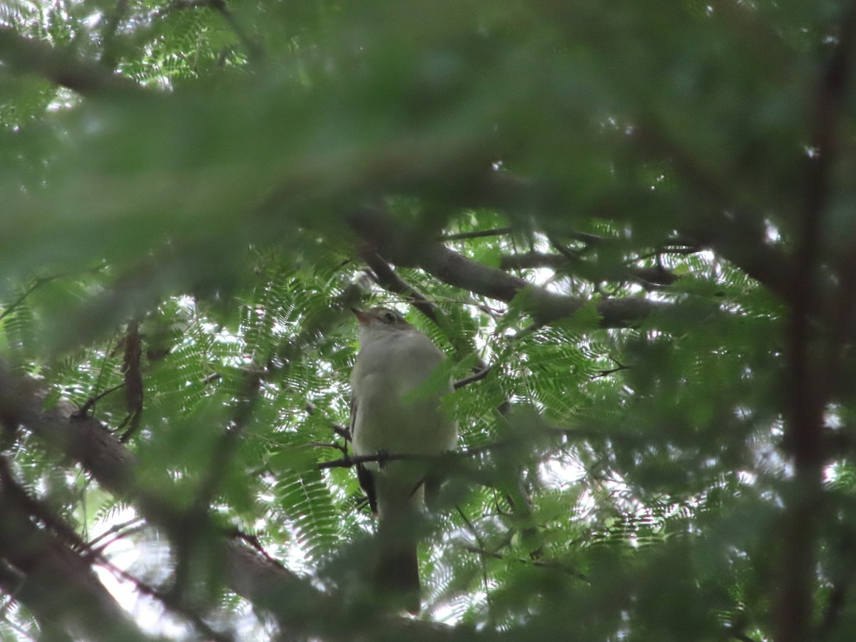Small-billed Elaenia - ML637557923