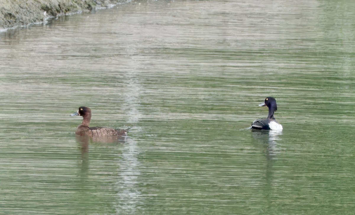 Tufted Duck - ML637557962