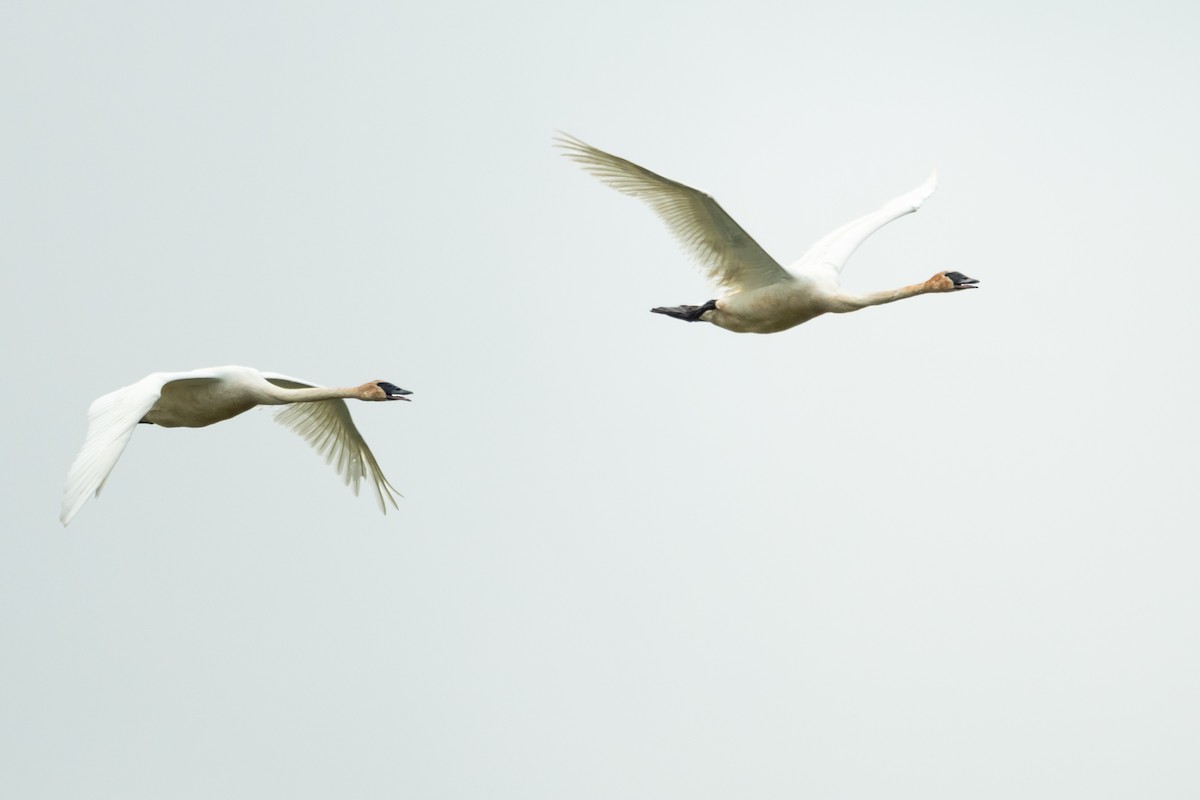 Trumpeter Swan - ML637558007
