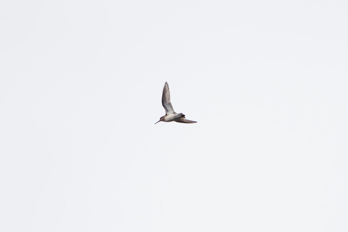 Broad-billed Sandpiper - ML637558054