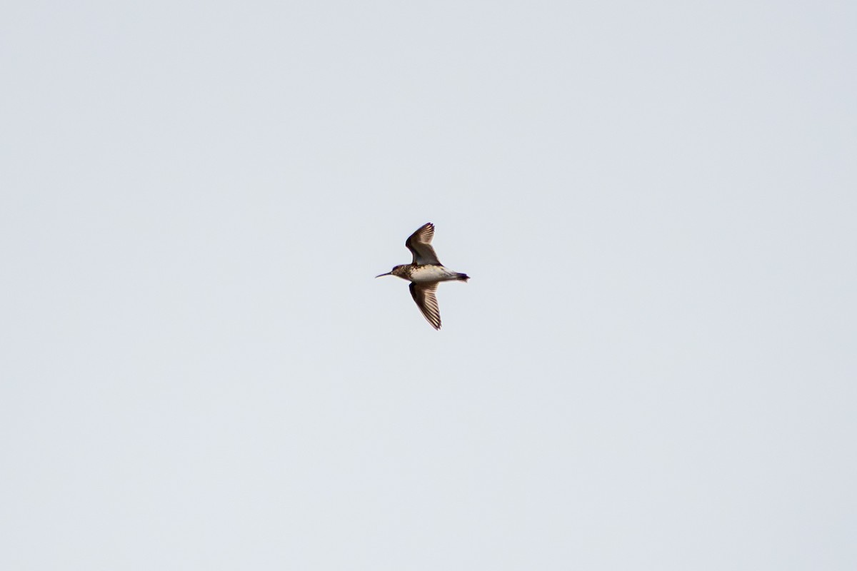 Broad-billed Sandpiper - ML637558056